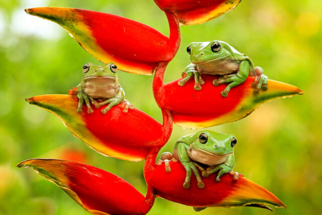 Frog and Flower - Vida Carbon | We are a leading carbon credit investment company financing high-quality carbon credit projects globally. Invest with us.